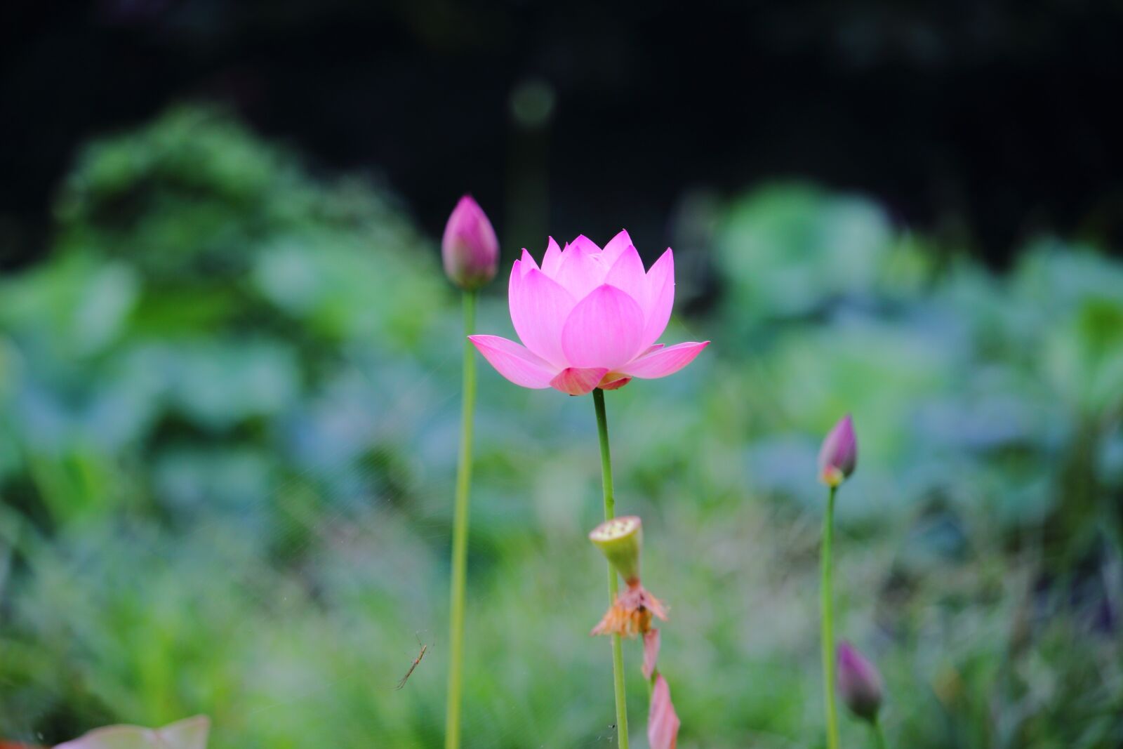 Canon EOS 100D (EOS Rebel SL1 / EOS Kiss X7) sample photo. Lotus, daechung, lotus village photography