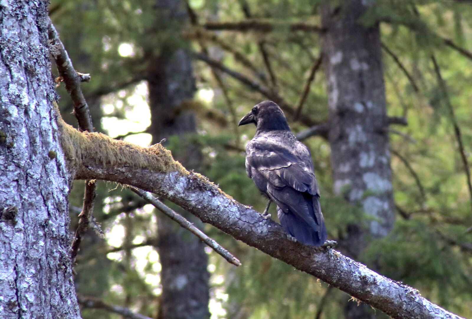 Canon EOS 80D sample photo. Raven, tree, forest photography