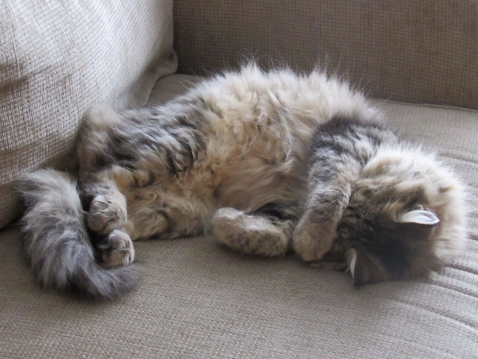 Canon PowerShot SX530 HS sample photo. Cat, sleeping, portrait photography