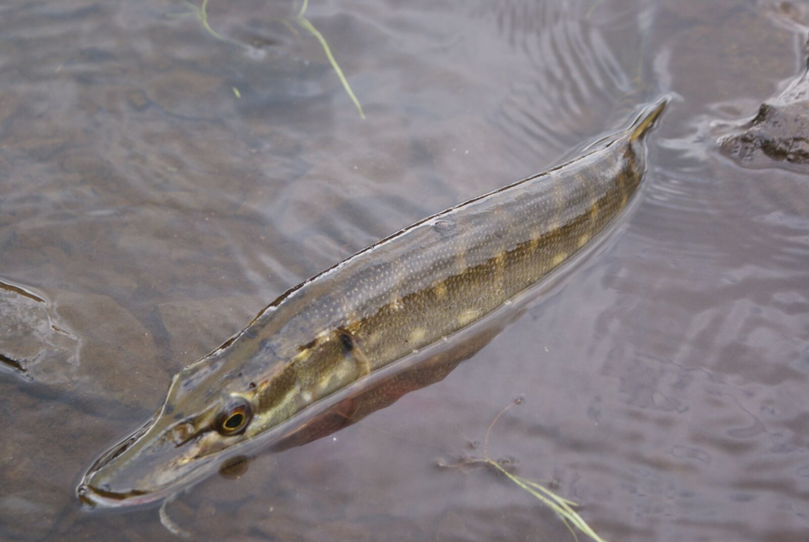 Sony Alpha DSLR-A200 sample photo. The pike, fish, animal photography