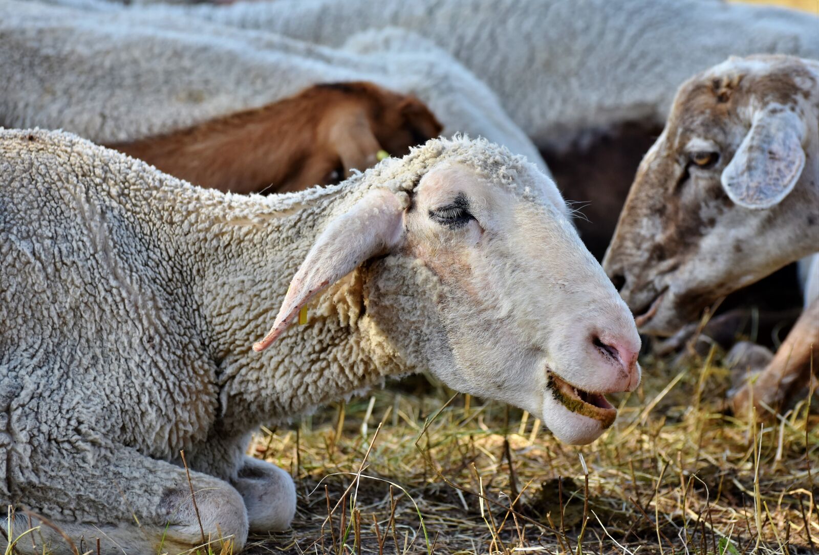 Nikon D7200 sample photo. Sheep, sheepshead, flock of photography