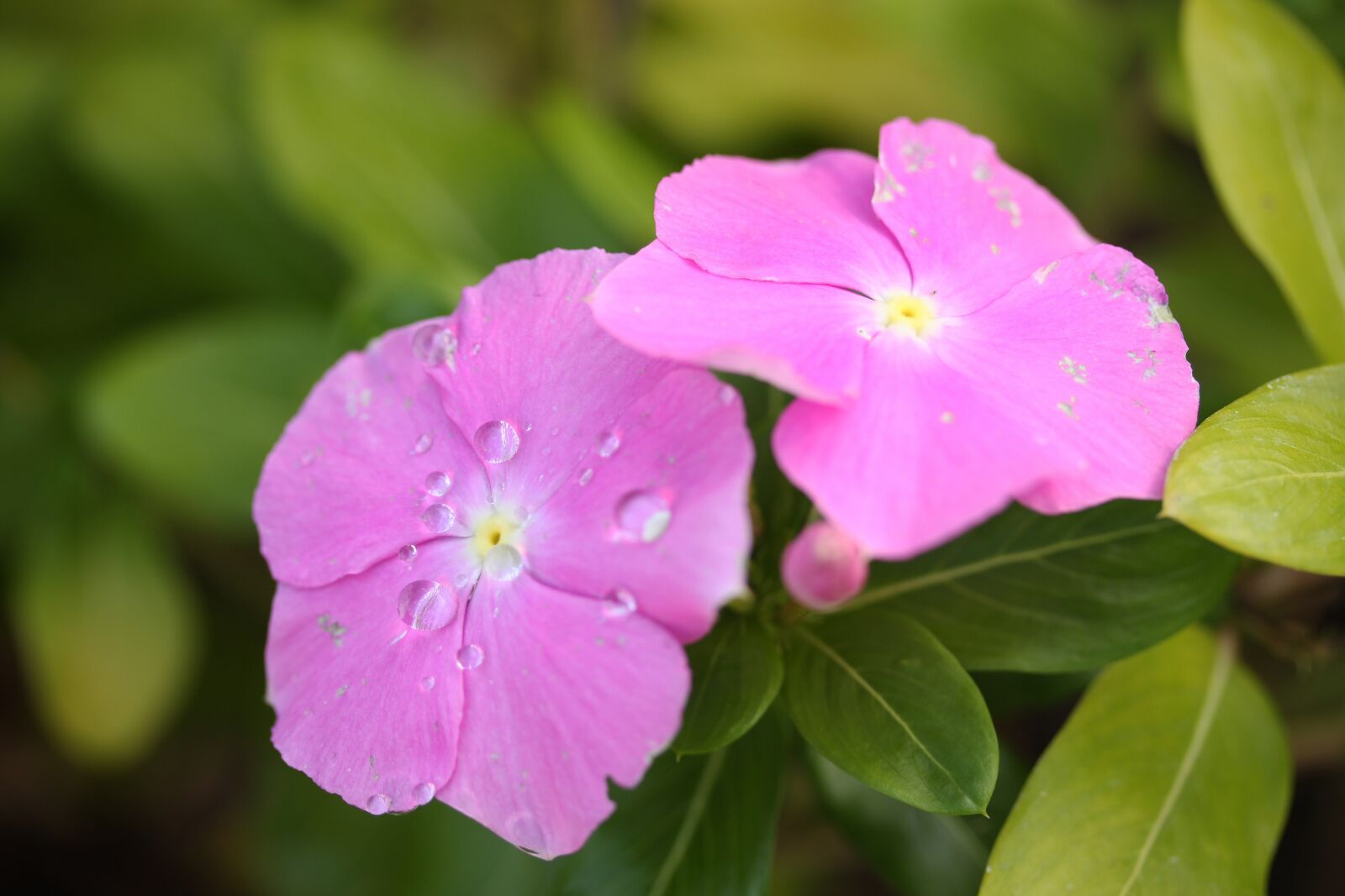 Canon EOS 40D sample photo. Flower, purple, macro photography