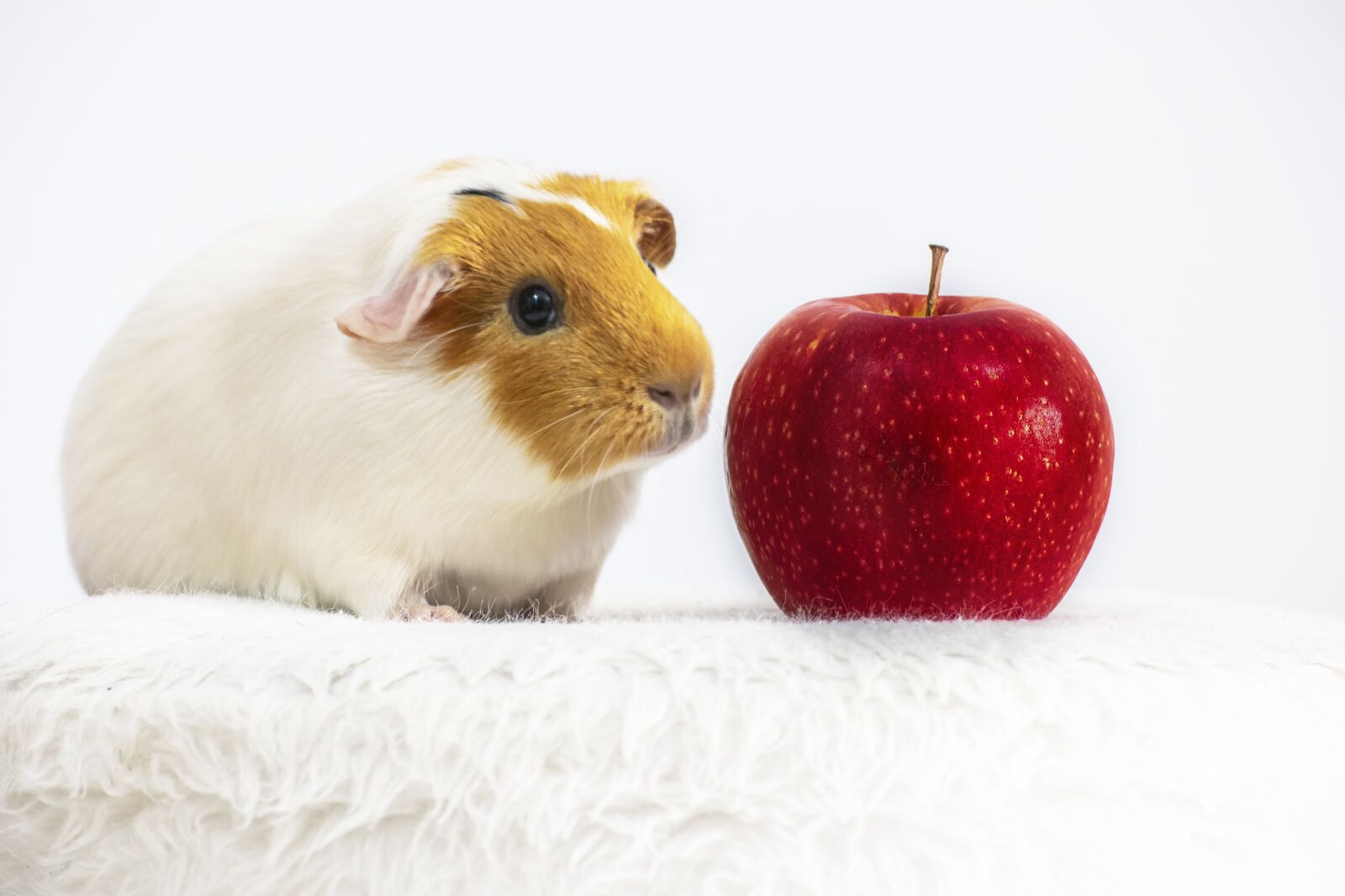 Nikon D3300 sample photo. Pet, guinea pig, rodent photography