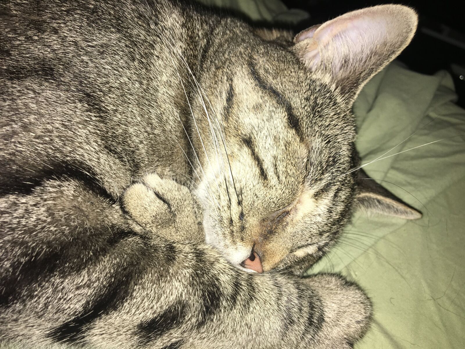 Apple iPhone 6s sample photo. Cats, naps, stripes photography