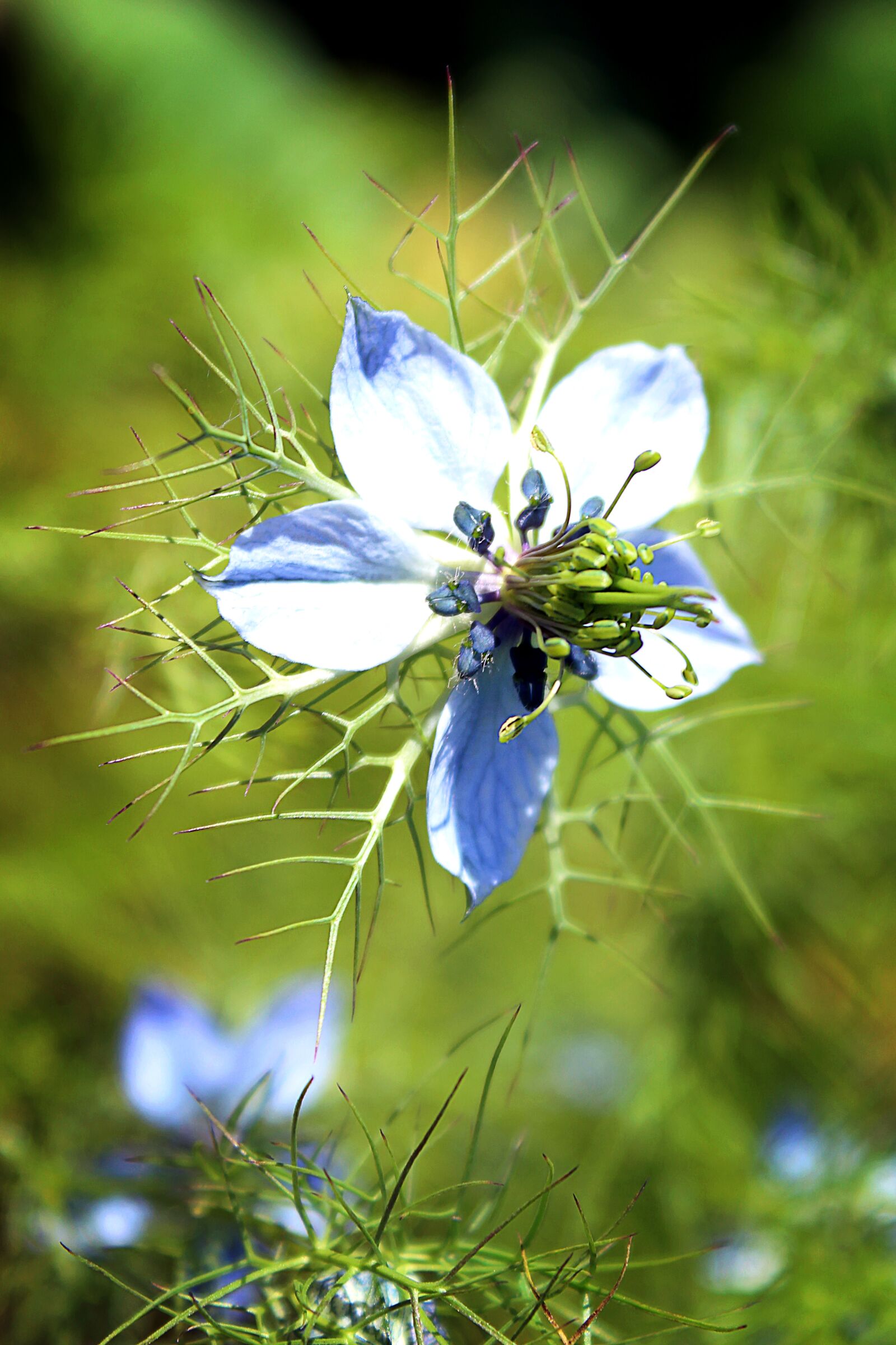 Canon EOS 600D (Rebel EOS T3i / EOS Kiss X5) sample photo. Blossom, bloom, blue photography