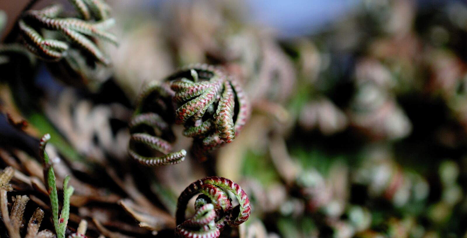 Nikon D5200 sample photo. Rose of jericho, plant photography