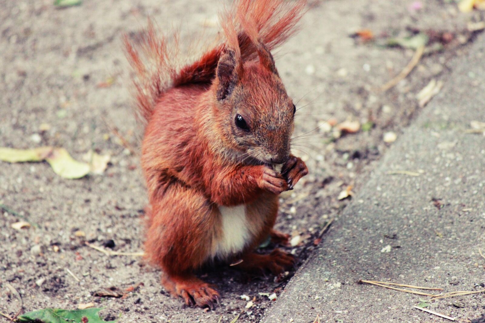 Canon EOS 500D (EOS Rebel T1i / EOS Kiss X3) sample photo. The squirrel, park, ruda photography