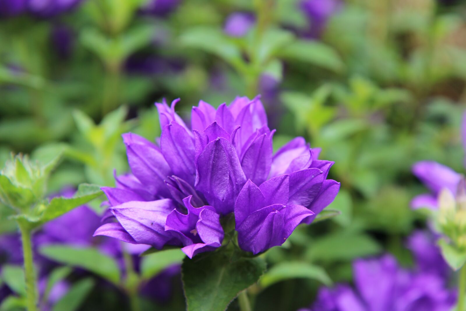 Canon EOS 600D (Rebel EOS T3i / EOS Kiss X5) sample photo. Flowering, flowers annual, nature photography