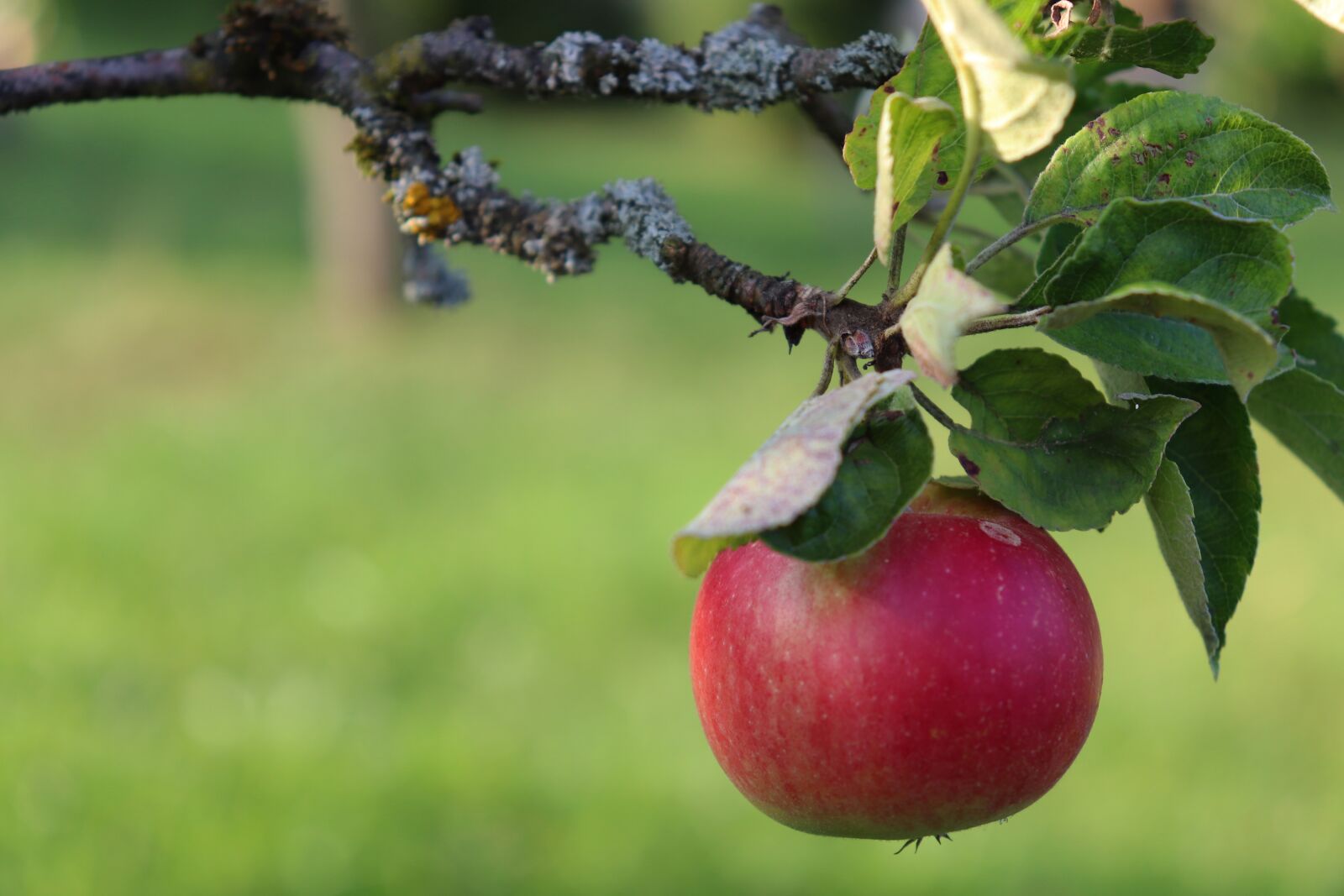Canon EOS 800D (EOS Rebel T7i / EOS Kiss X9i) sample photo. Apple, apple tree, red photography