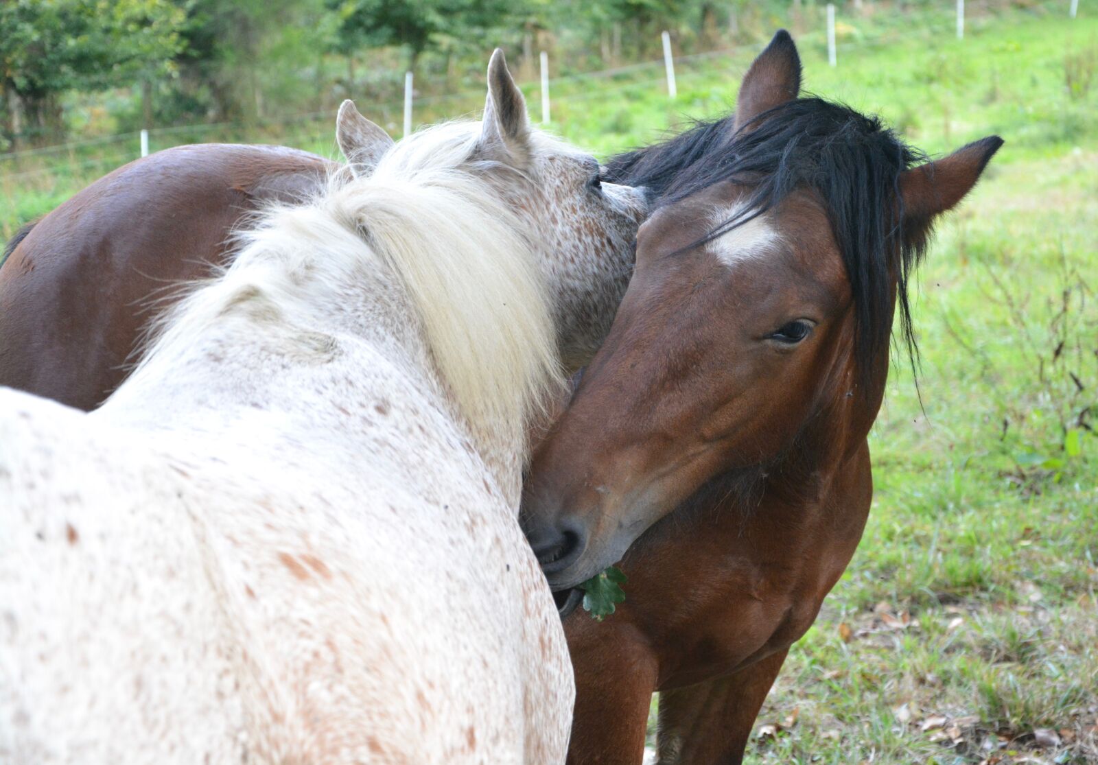 Nikon D5200 sample photo. Horses, color white, brown photography
