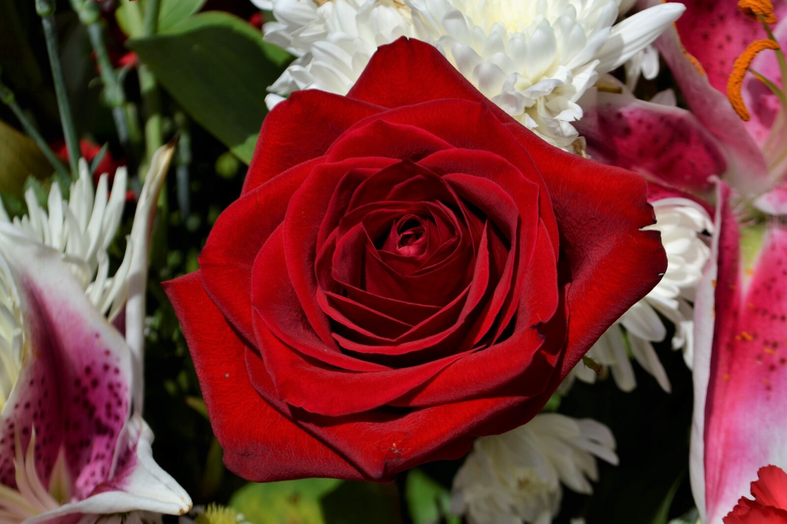 Nikon D3100 sample photo. Flower, rose, flora photography