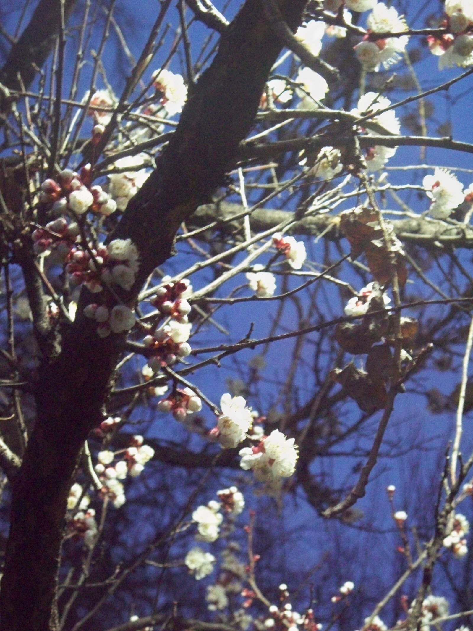 Kodak EASYSHARE Z1485 IS DIGITAL CAMERA sample photo