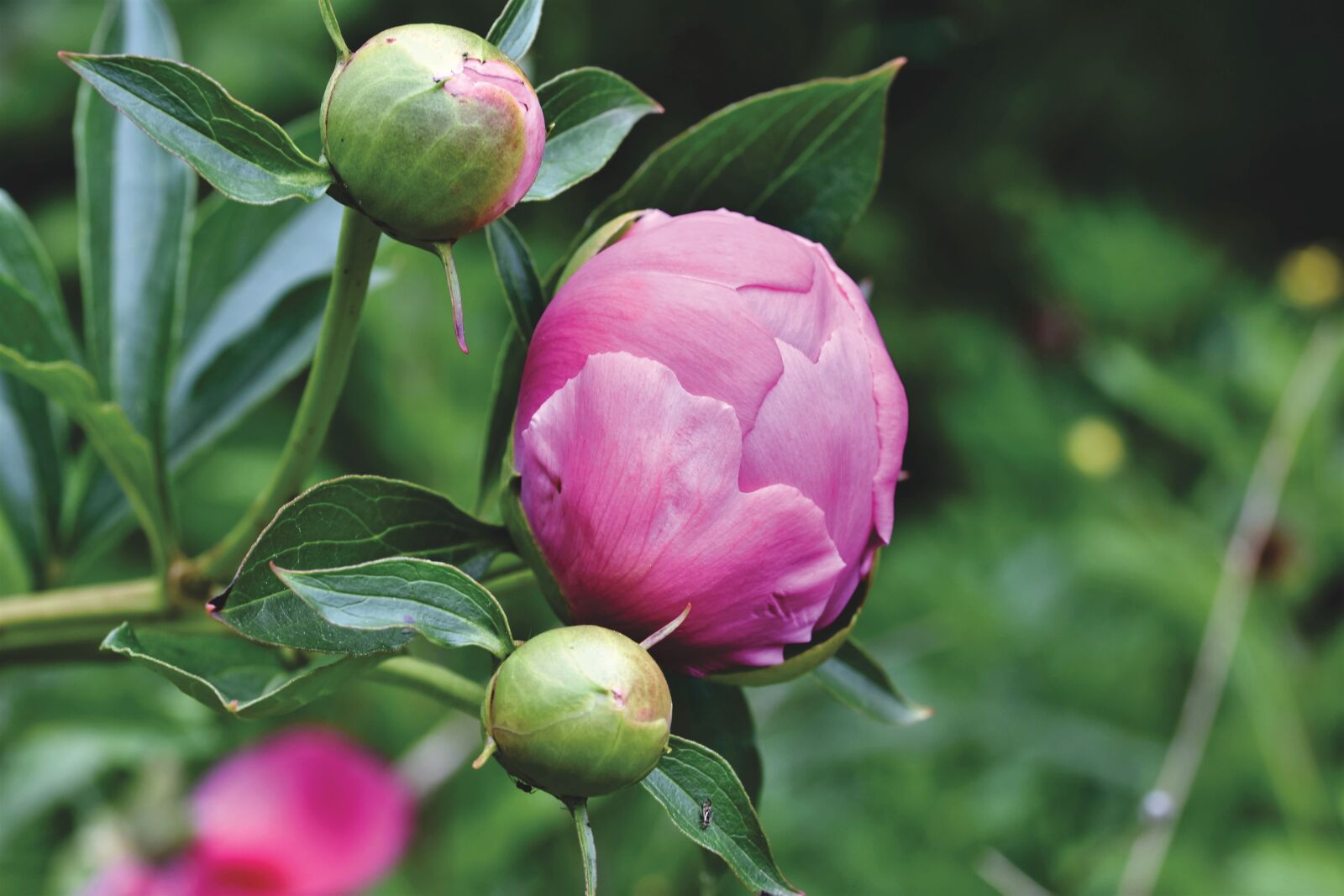 Nikon D7200 sample photo. Peony, bud, flower photography
