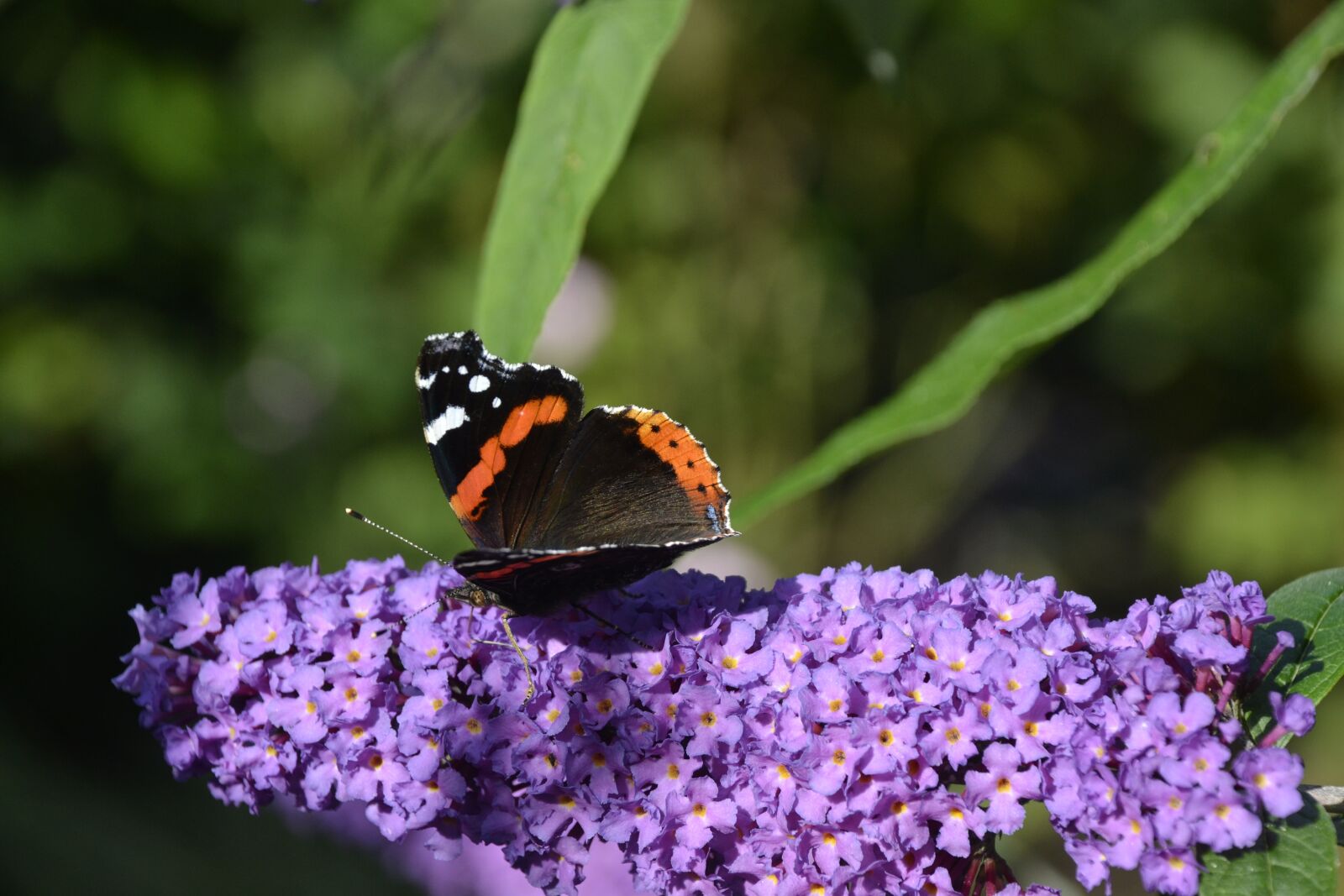 Nikon D3100 sample photo. Butterfly, flower, sums photography