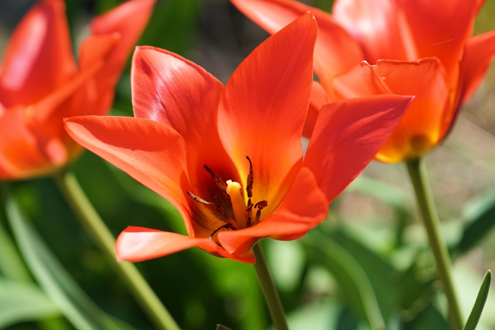 Sony a6000 + E 60mm F2.8 sample photo. Tulip, flower, blossom photography