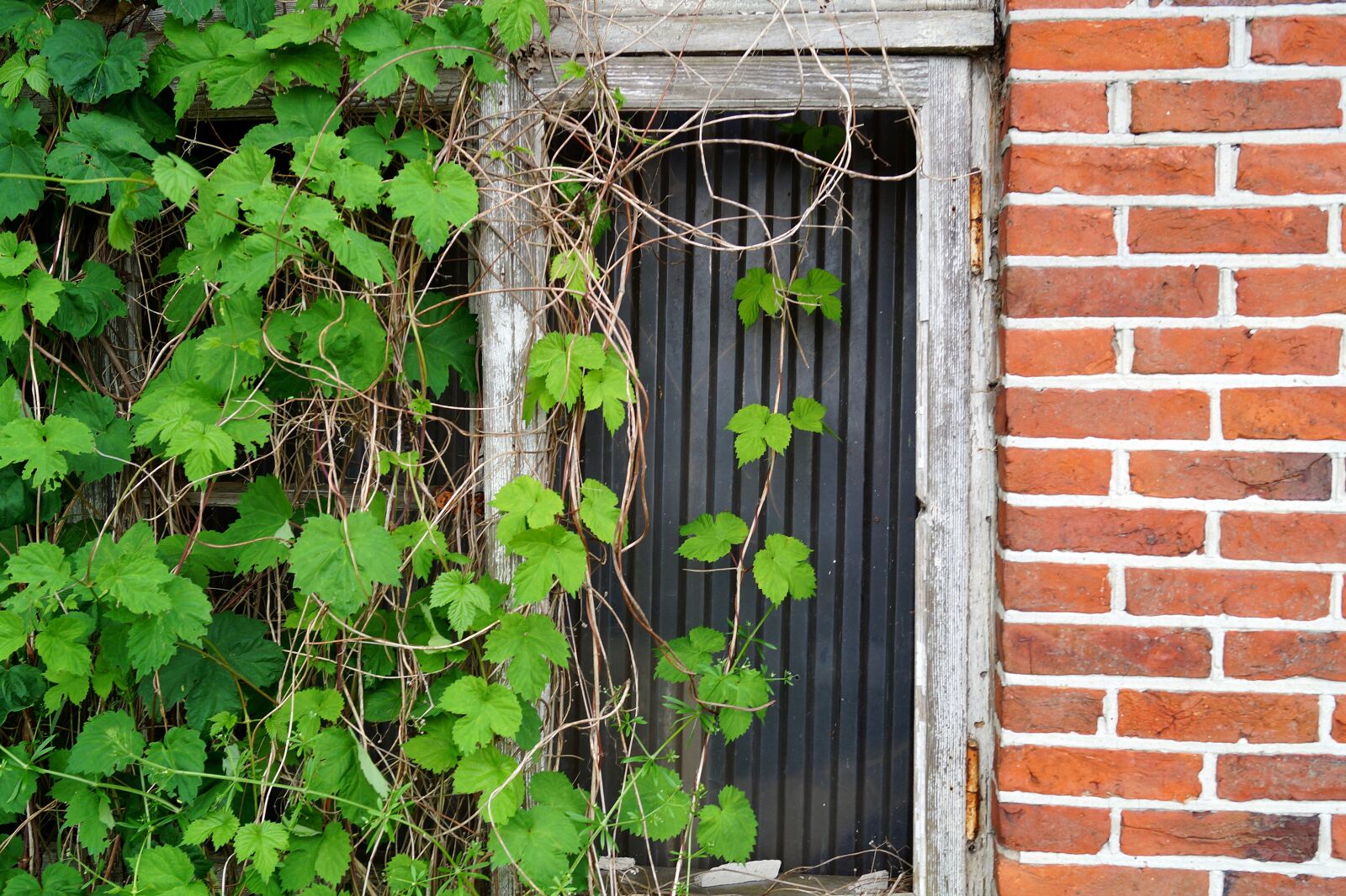 Sony DT 18-55mm F3.5-5.6 SAM II sample photo. Window, ruin, old photography