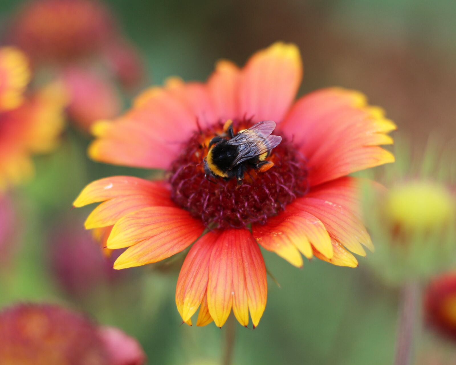 Canon EOS 700D (EOS Rebel T5i / EOS Kiss X7i) + Canon EF 50mm F1.8 STM sample photo. Blanket flowers, garden, nature photography