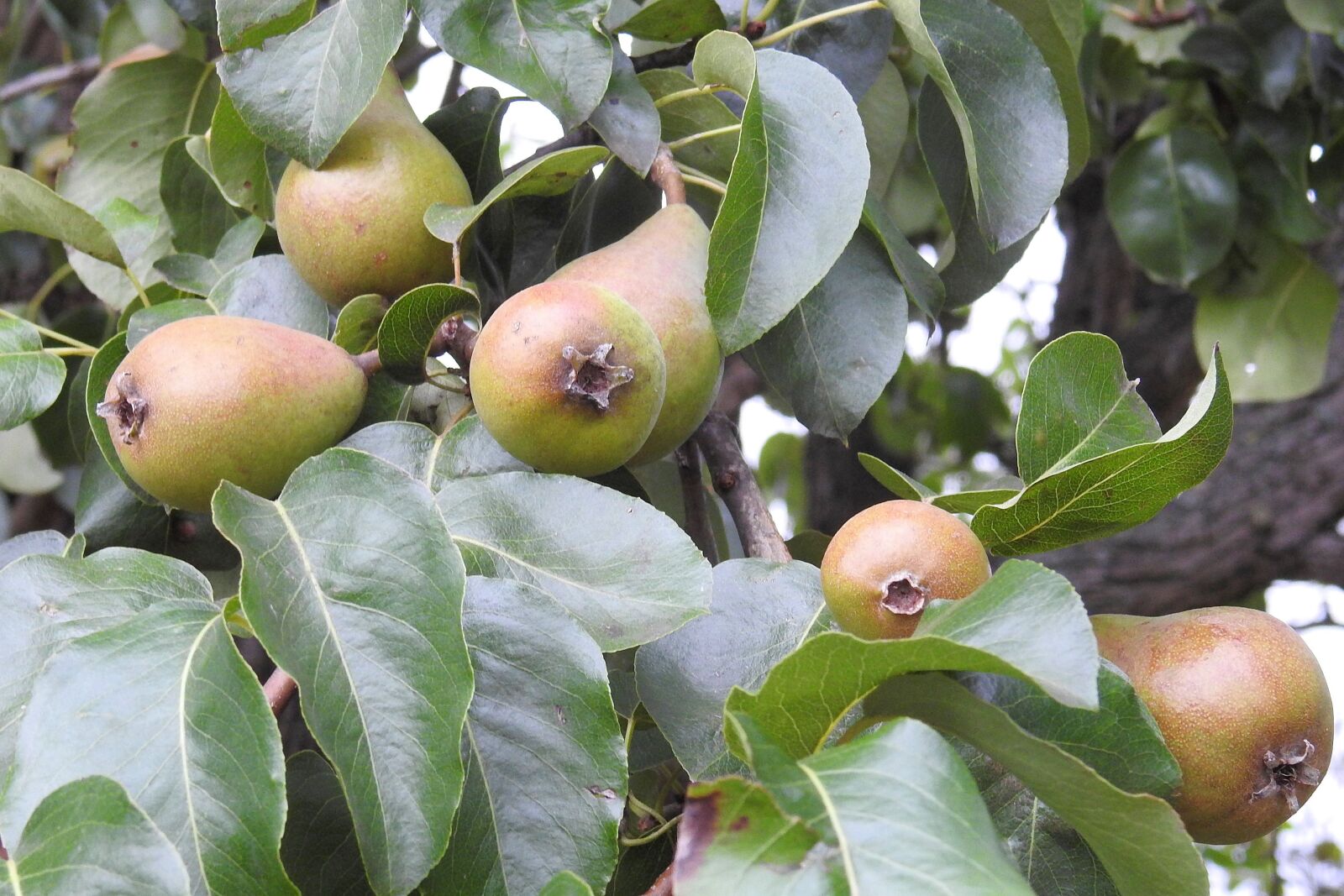 Nikon Coolpix P900 sample photo. Pear, pear tree, fruit photography