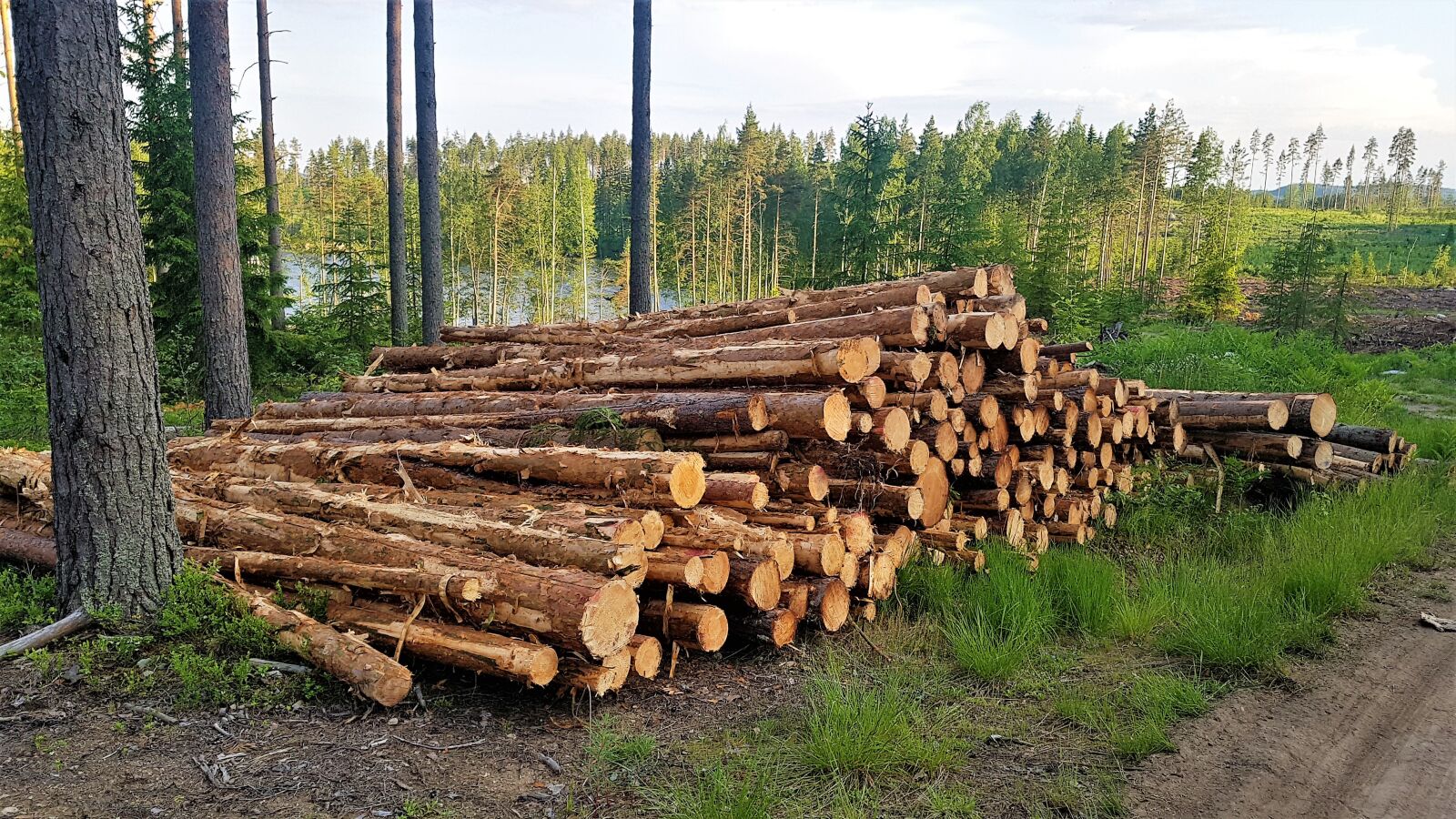 Samsung Galaxy S7 Edge sample photo. Logs stack, log, wood photography