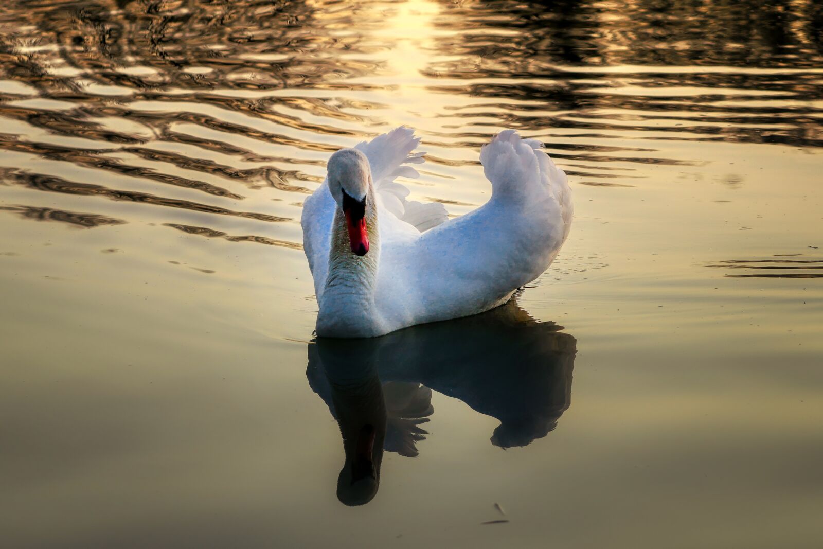 Panasonic Lumix DMC-GX8 sample photo. Swan, bird, water photography