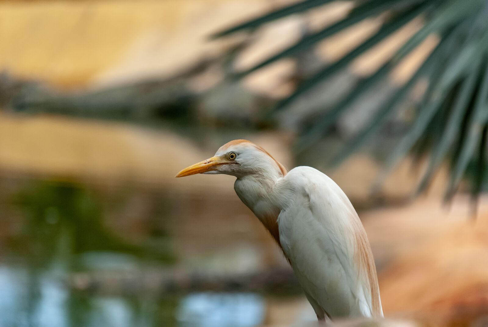 Nikon D80 sample photo. Heron custody oxen, bird photography