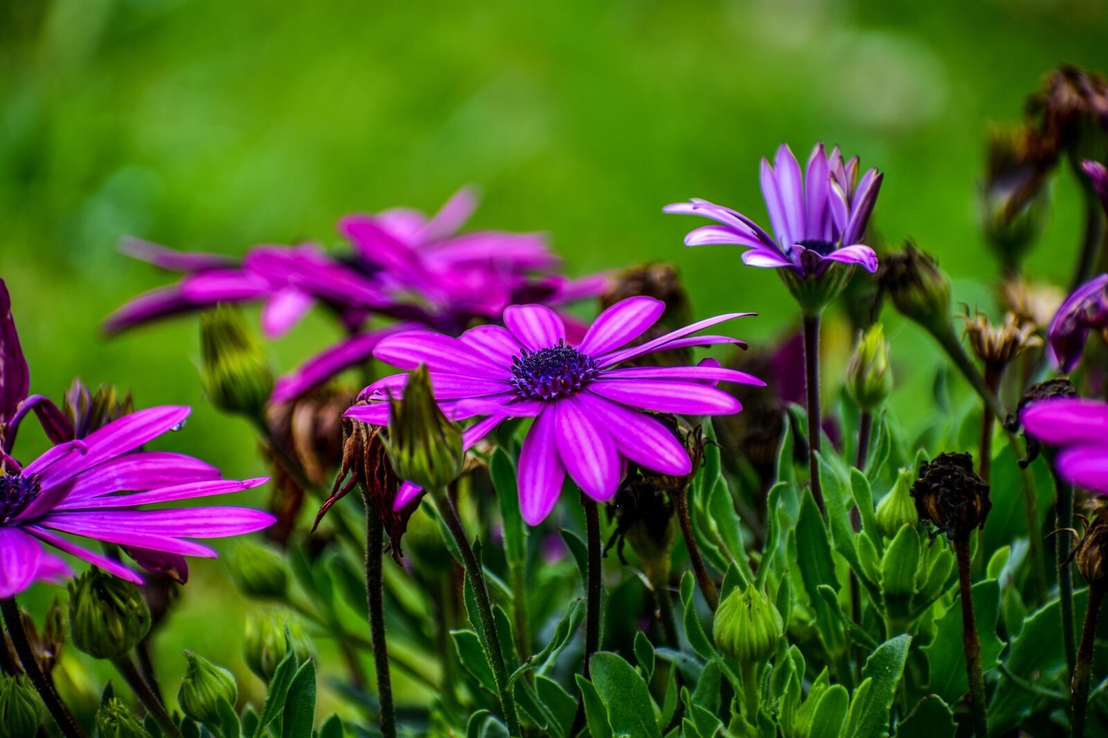 Nikon D3400 sample photo. Flowers, beauty, spring photography