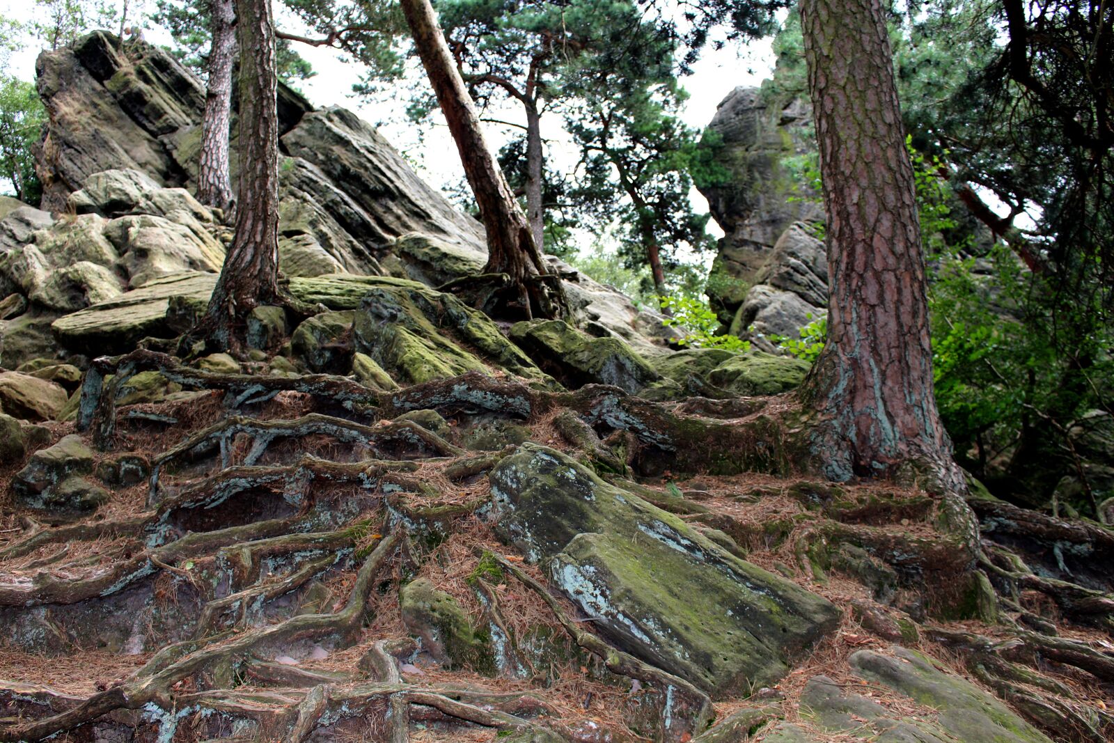 Canon EOS 700D (EOS Rebel T5i / EOS Kiss X7i) sample photo. D renther clip, teutoburg photography