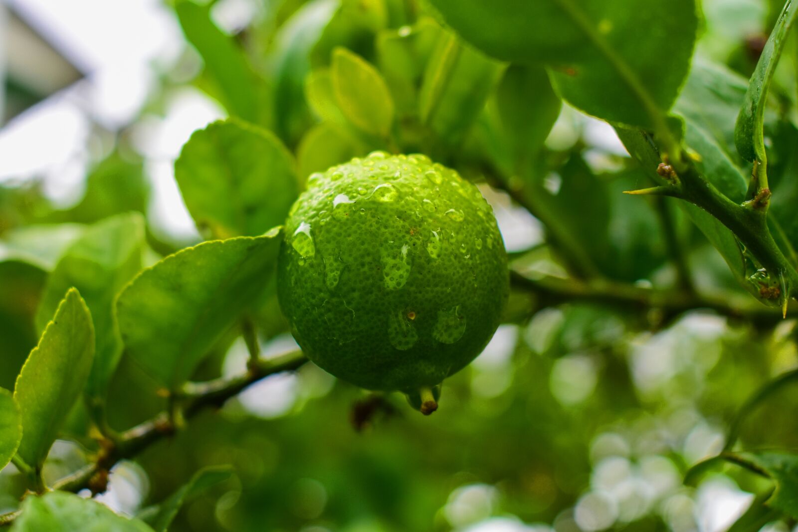 Nikon D3400 sample photo. Lemon, nature, citrus photography