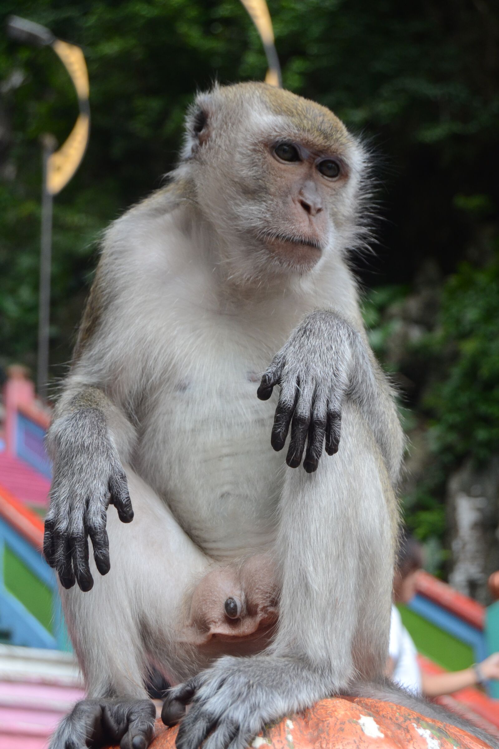 Nikon D3100 sample photo. Batu, caves, malaysia photography