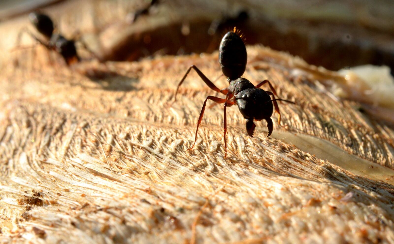 Nikon D5100 sample photo. Ents, dangerous, fighting photography