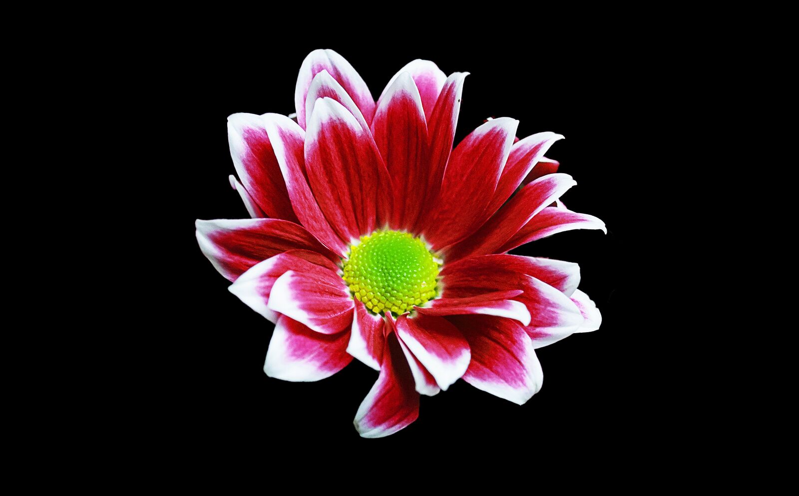 Canon EOS 550D (EOS Rebel T2i / EOS Kiss X4) sample photo. Margriet, flower, background photography