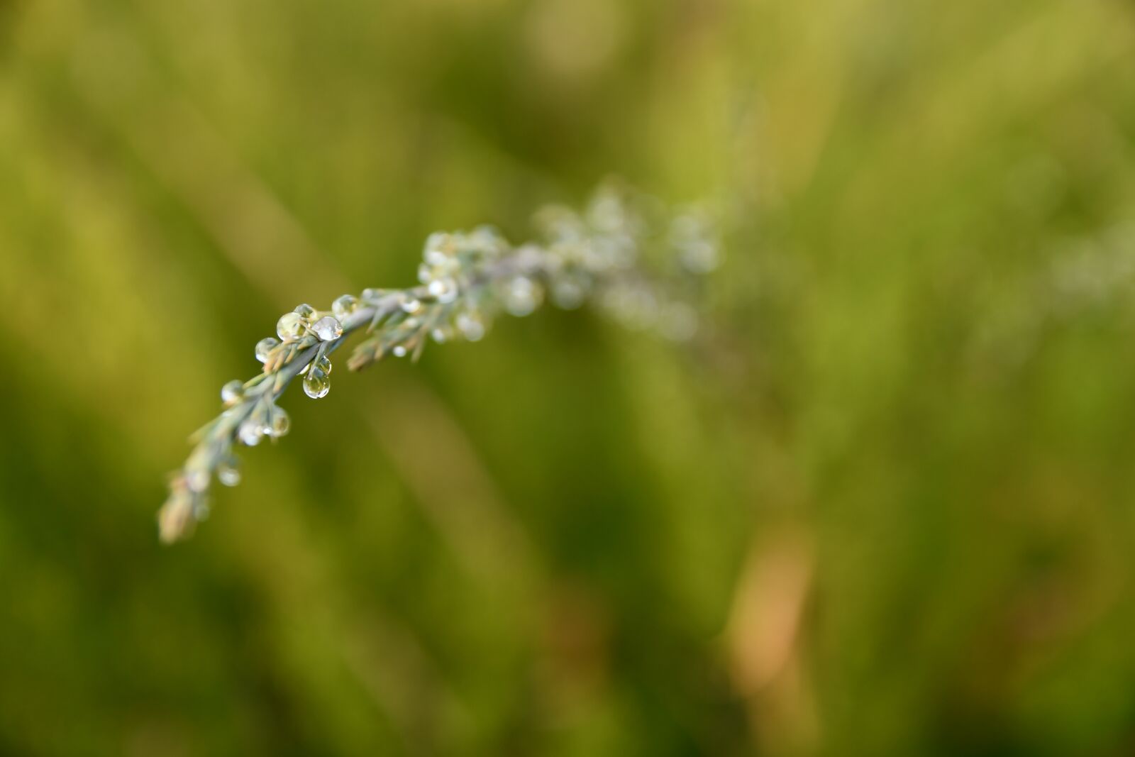 Nikon D7500 sample photo. Thaw, drop, thuja photography