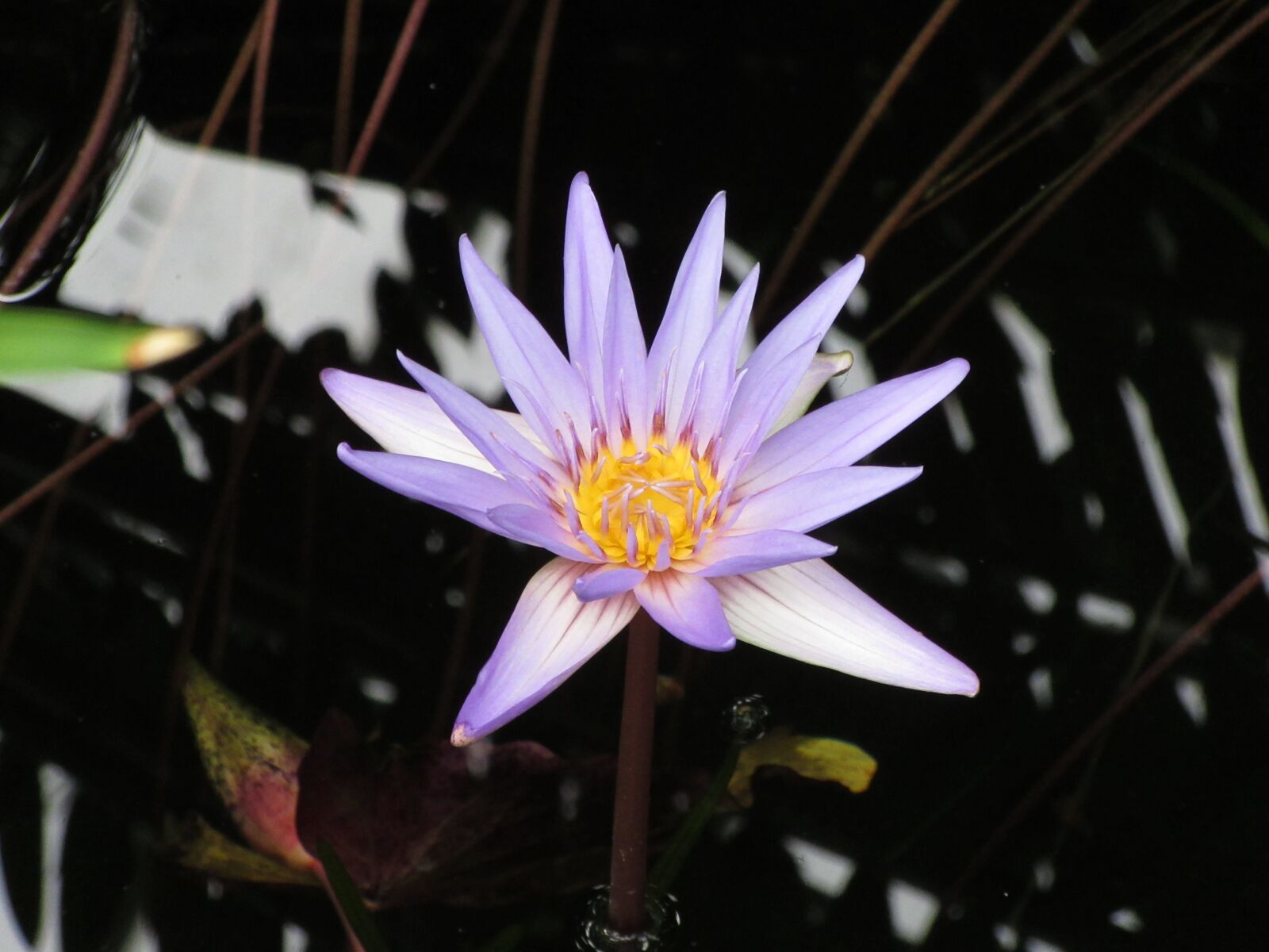 Canon PowerShot SX610 HS sample photo. Plant, nature, flower photography