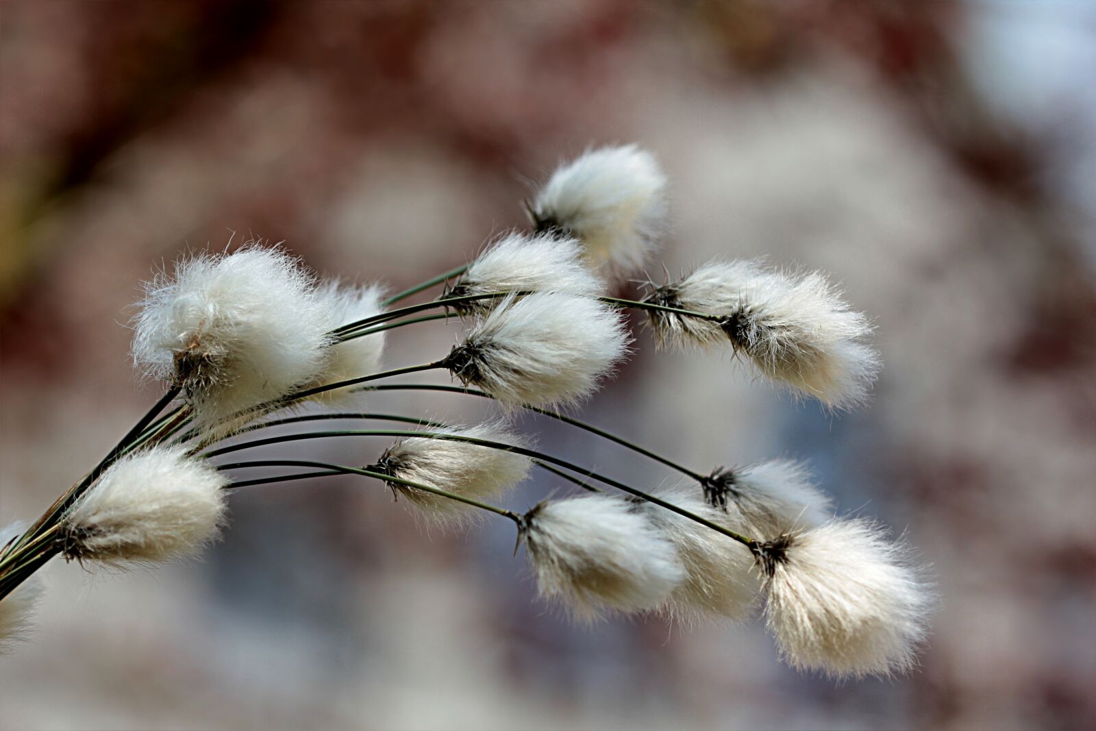 Canon EOS 550D (EOS Rebel T2i / EOS Kiss X4) sample photo. Grass, cottongrass, cotton flower photography