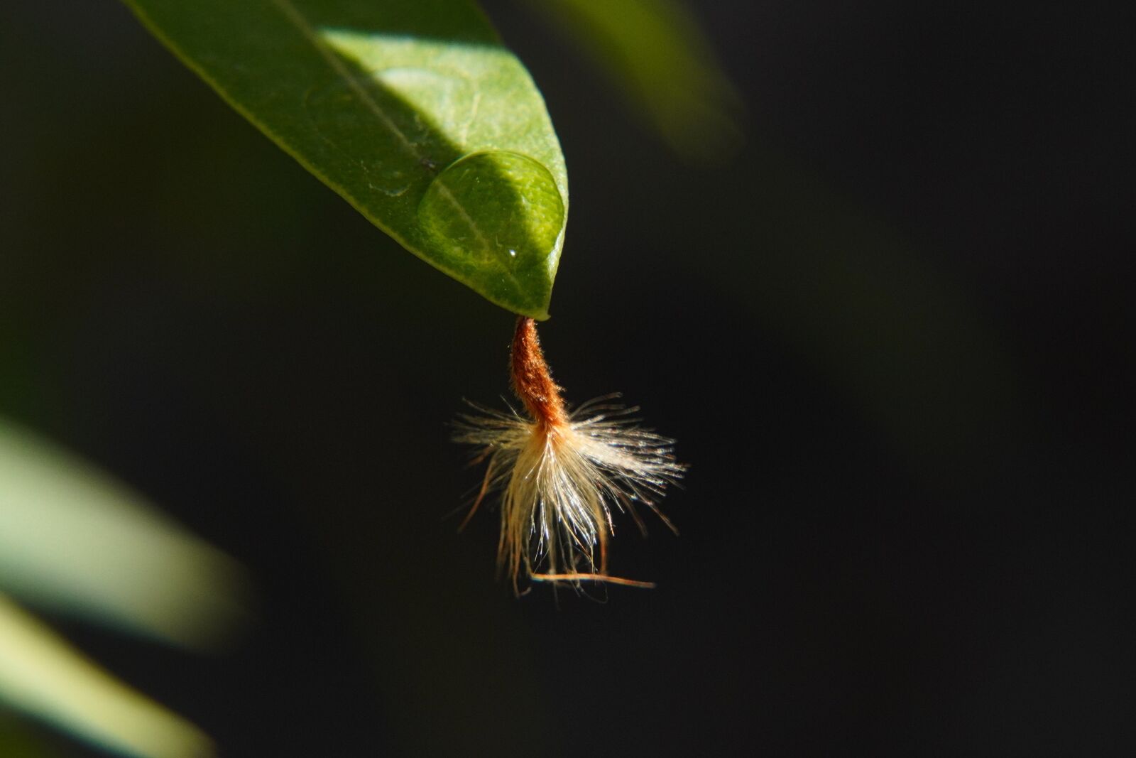 Sony a6400 sample photo. Plant, light, shadow photography