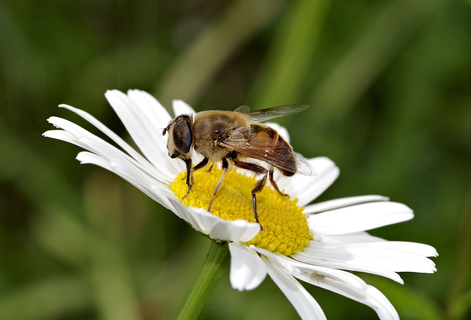 Pentax K-S2 sample photo. Mucha, flower, bee photography