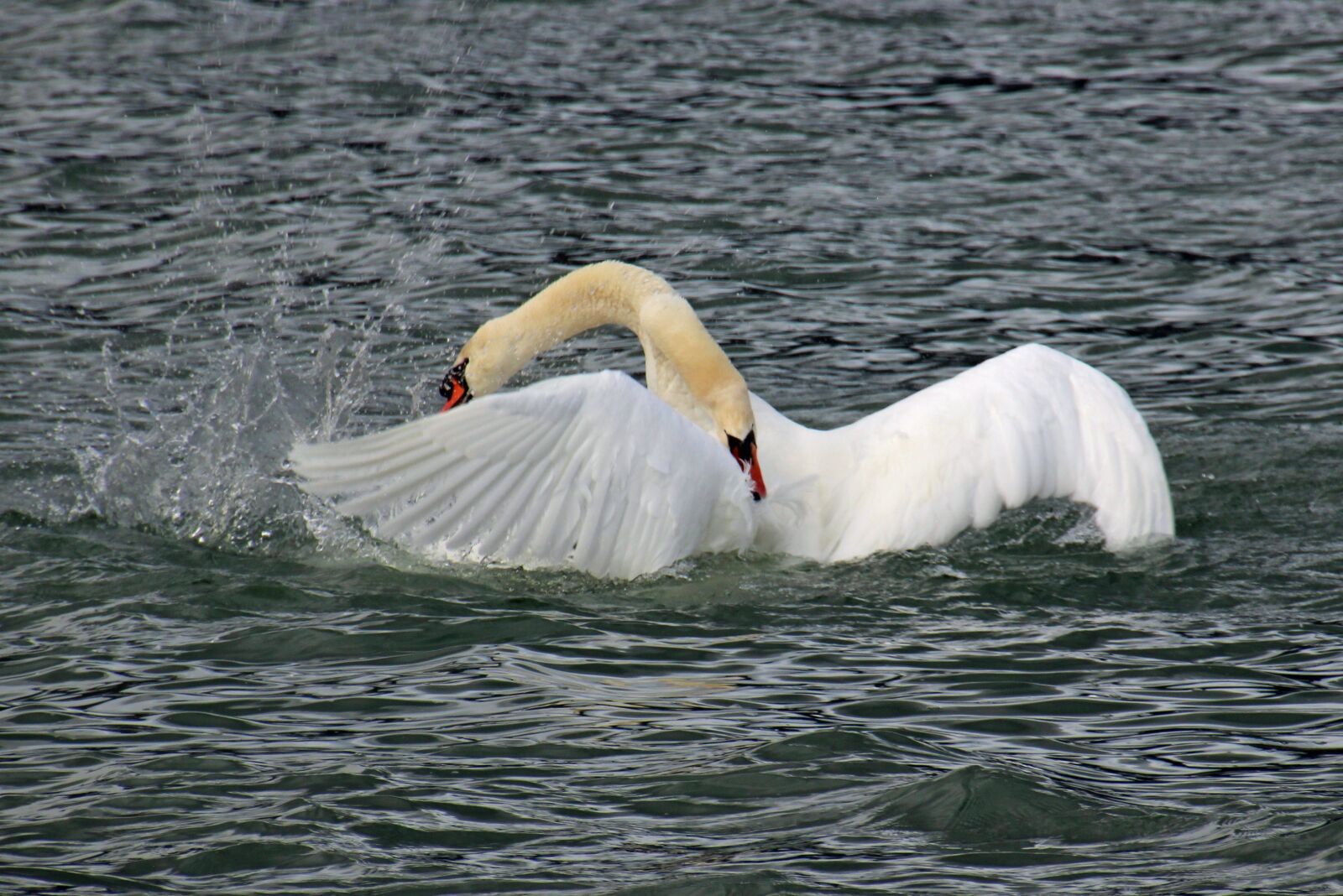 Canon EOS 600D (Rebel EOS T3i / EOS Kiss X5) sample photo. Swan fight, fight, swan photography