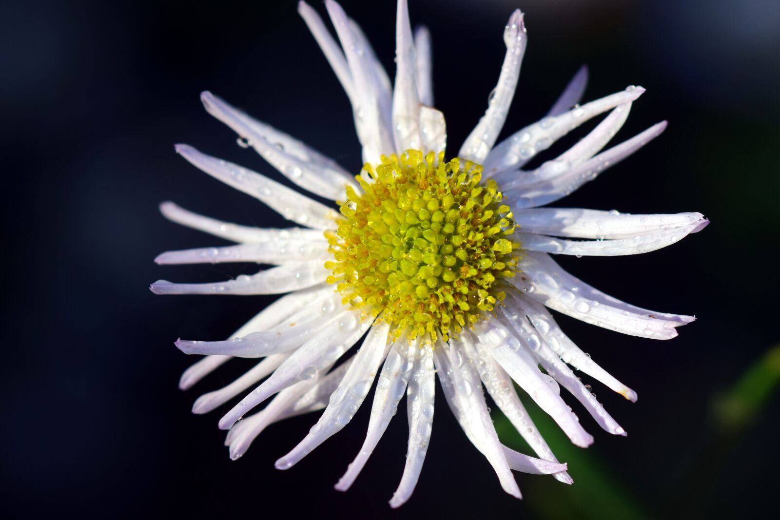 Nikon D3300 sample photo. Asteraceae, ticket aster, blossom photography