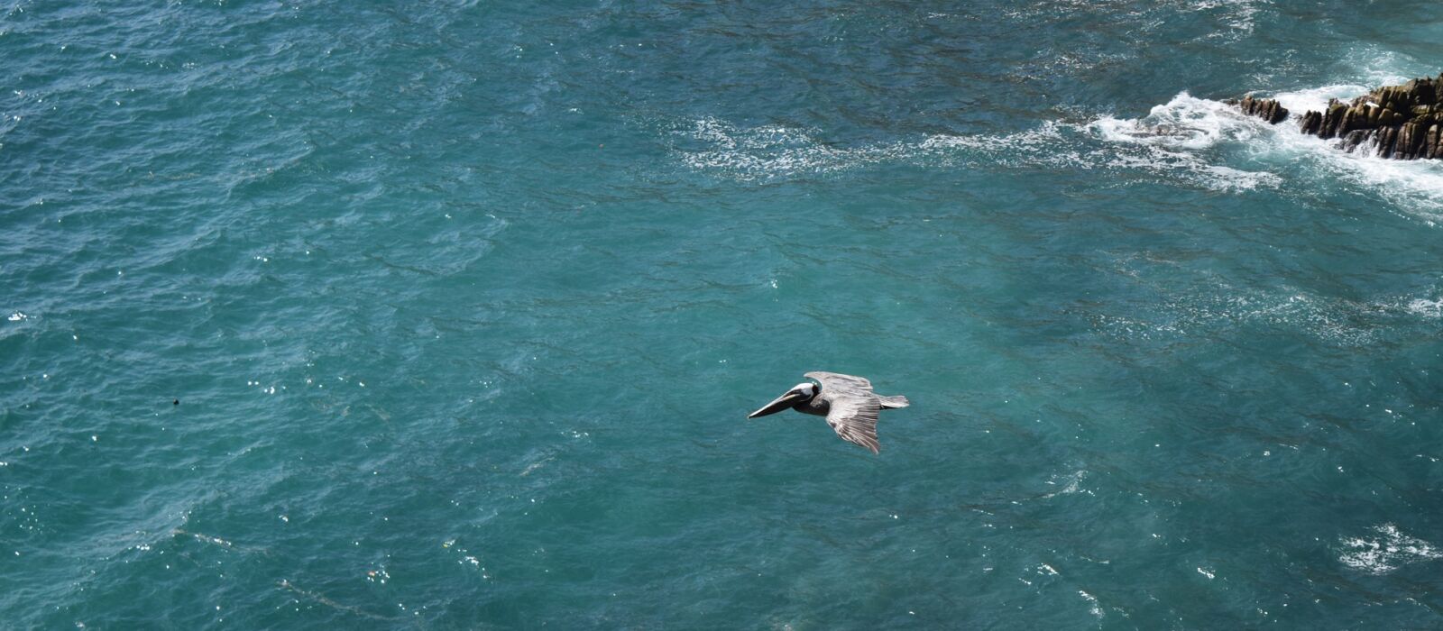 Nikon D5300 sample photo. Ocean, bird, pelican photography