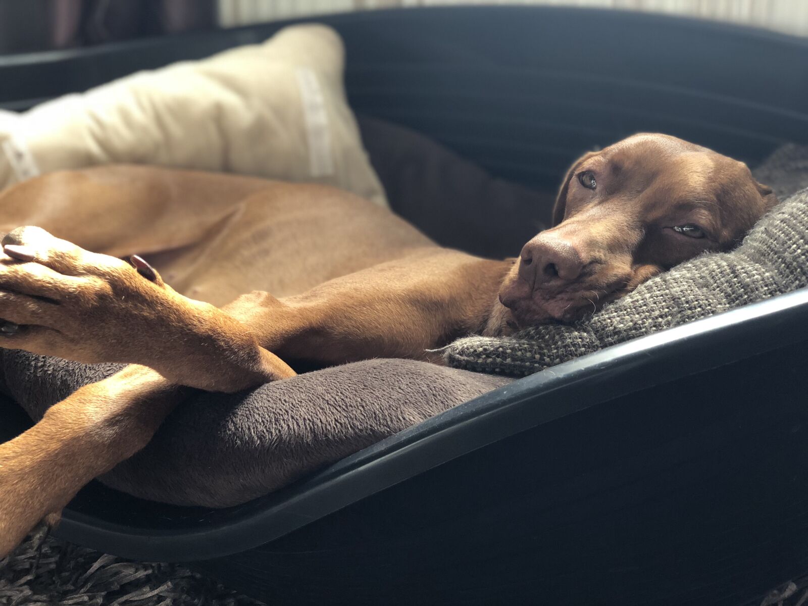 iPhone X back dual camera 6mm f/2.4 sample photo. A, dog, cute photography