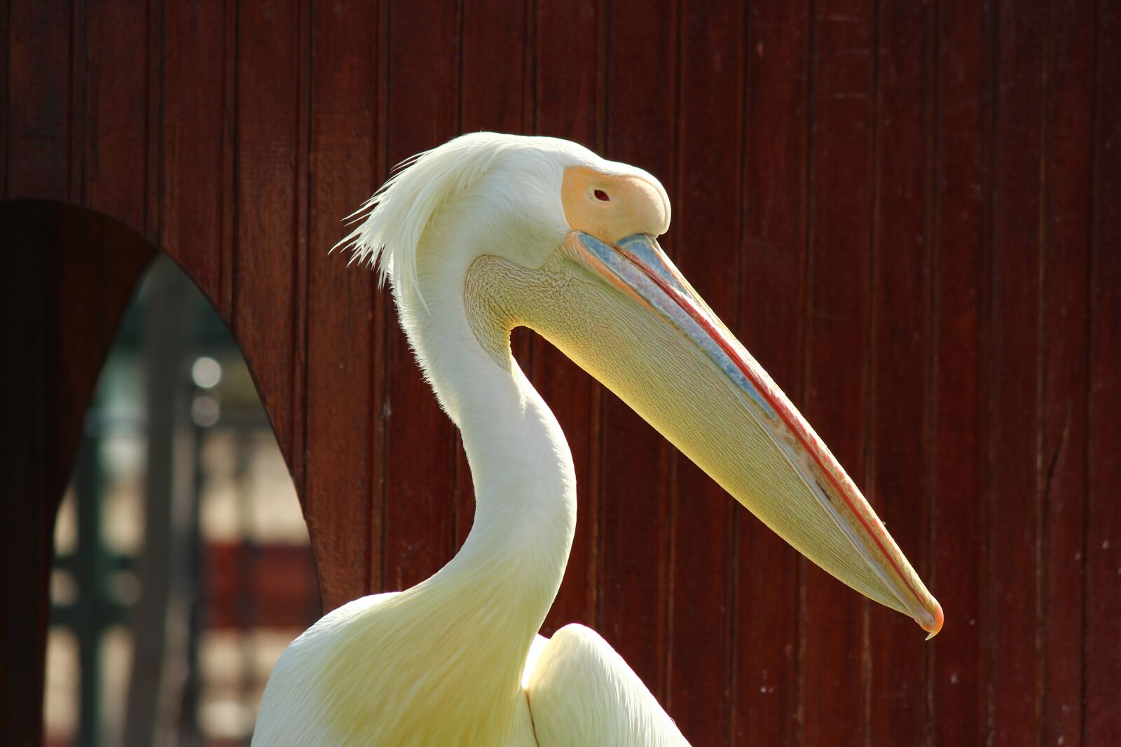 Canon EF-S 55-250mm F4-5.6 IS II sample photo. Pelican, zoo, posing photography