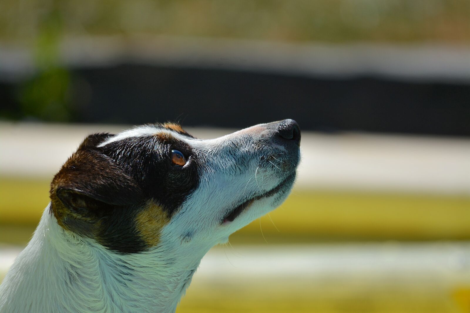 Nikon D7100 sample photo. Dog, jack russel, animals photography