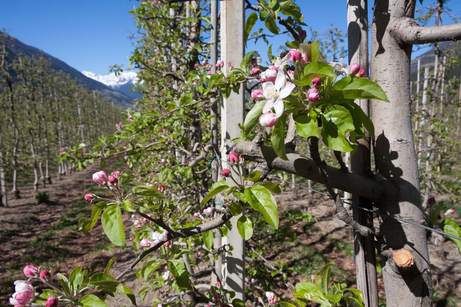 Canon EF-S 17-85mm F4-5.6 IS USM sample photo. Apple blossom, plantation, trellis photography