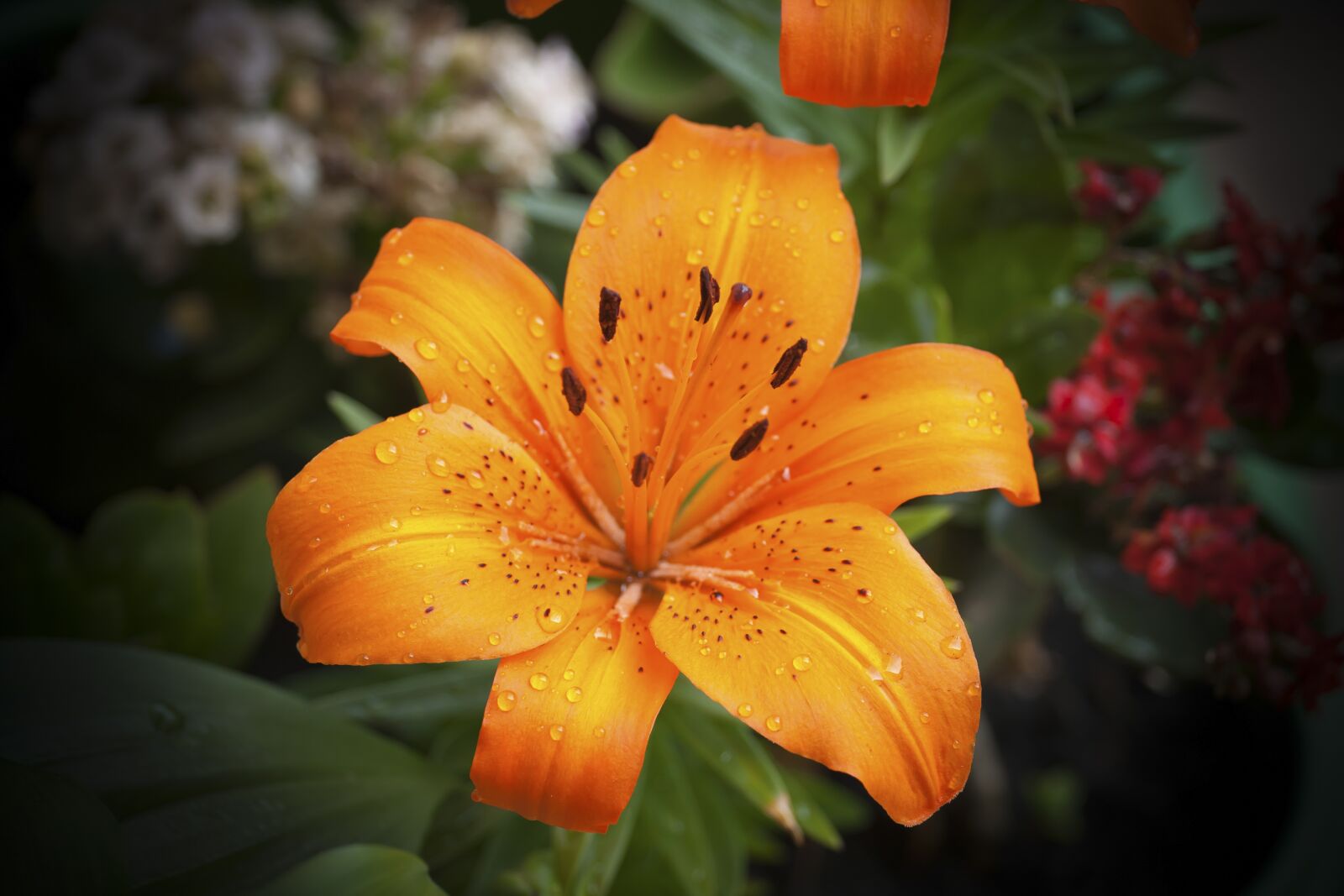 Canon EF 70-200mm F4L USM sample photo. Lily, flower, orange photography