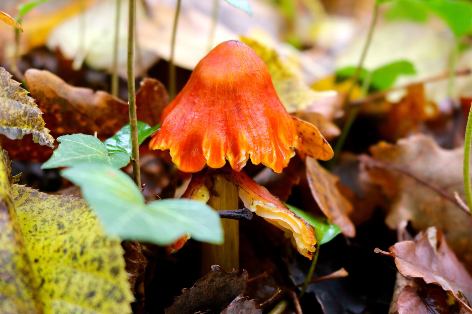 Canon EOS 750D (EOS Rebel T6i / EOS Kiss X8i) sample photo. Mushroom, waxy cap mushroom photography