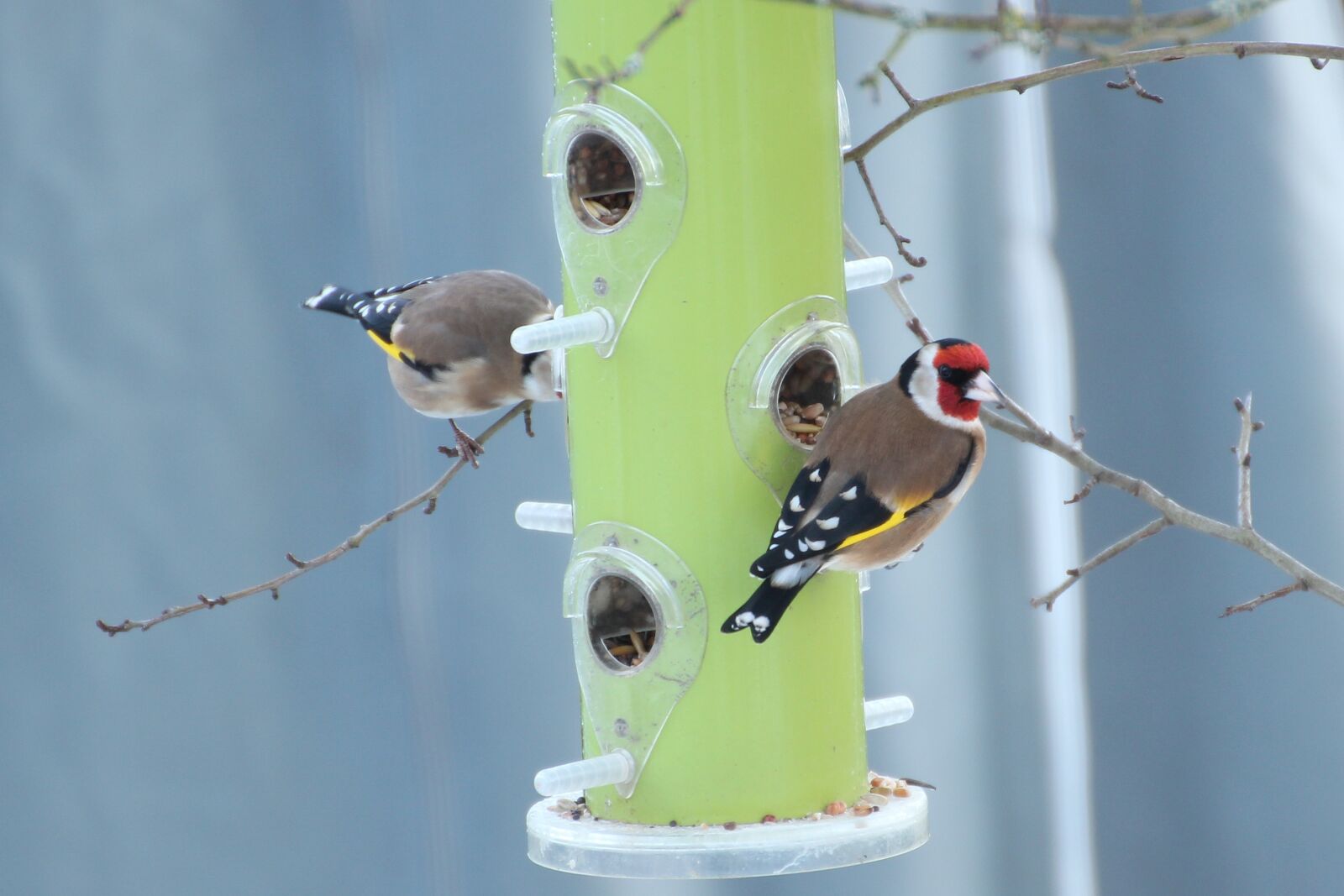 Canon EOS 600D (Rebel EOS T3i / EOS Kiss X5) sample photo. Stieglitz, goldfinch, food column photography