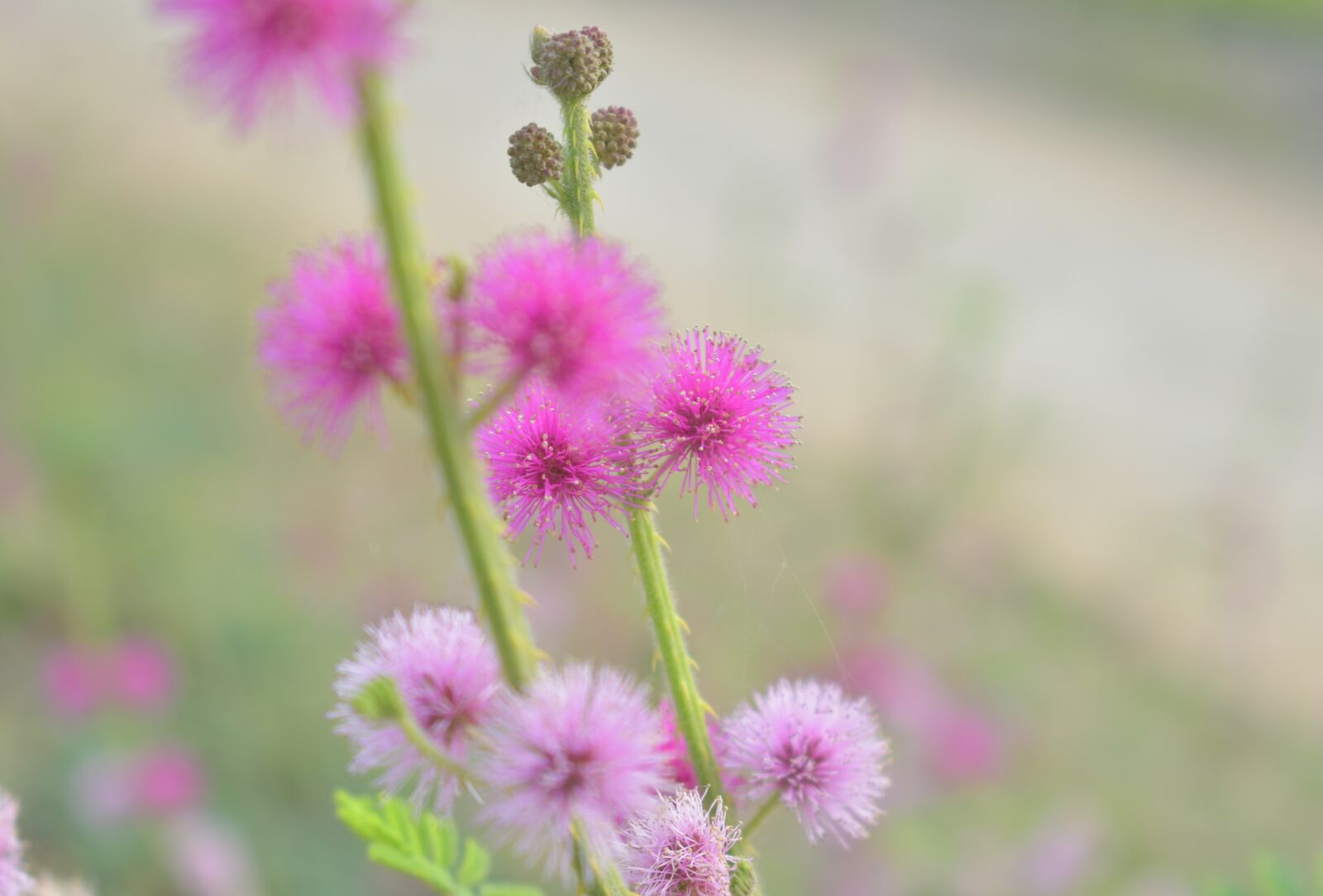 Nikon D3400 sample photo. Mimosa, flower, pink photography