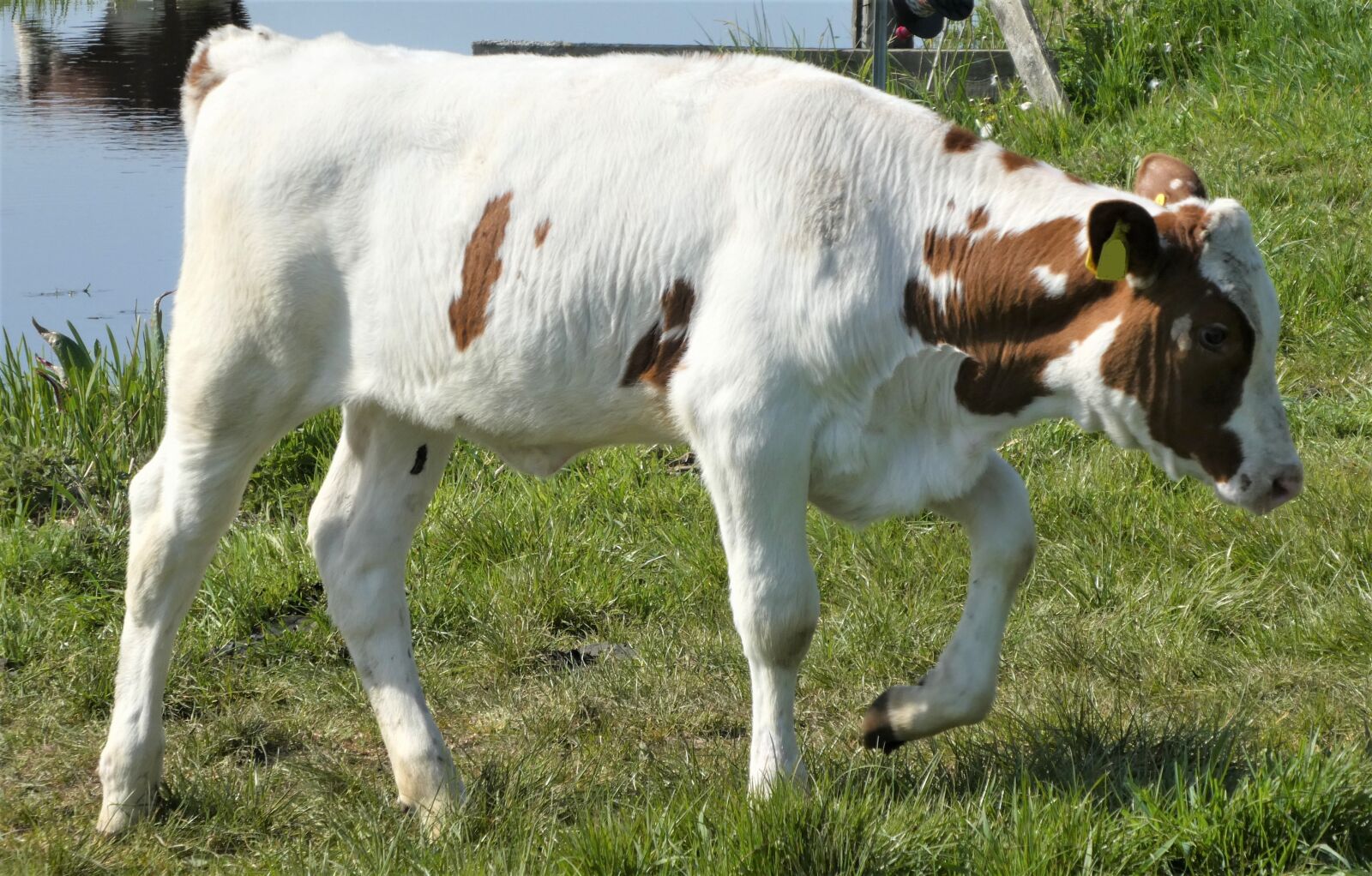 Panasonic Lumix DC-ZS70 (Lumix DC-TZ90) sample photo. Little calf, browser, calf photography