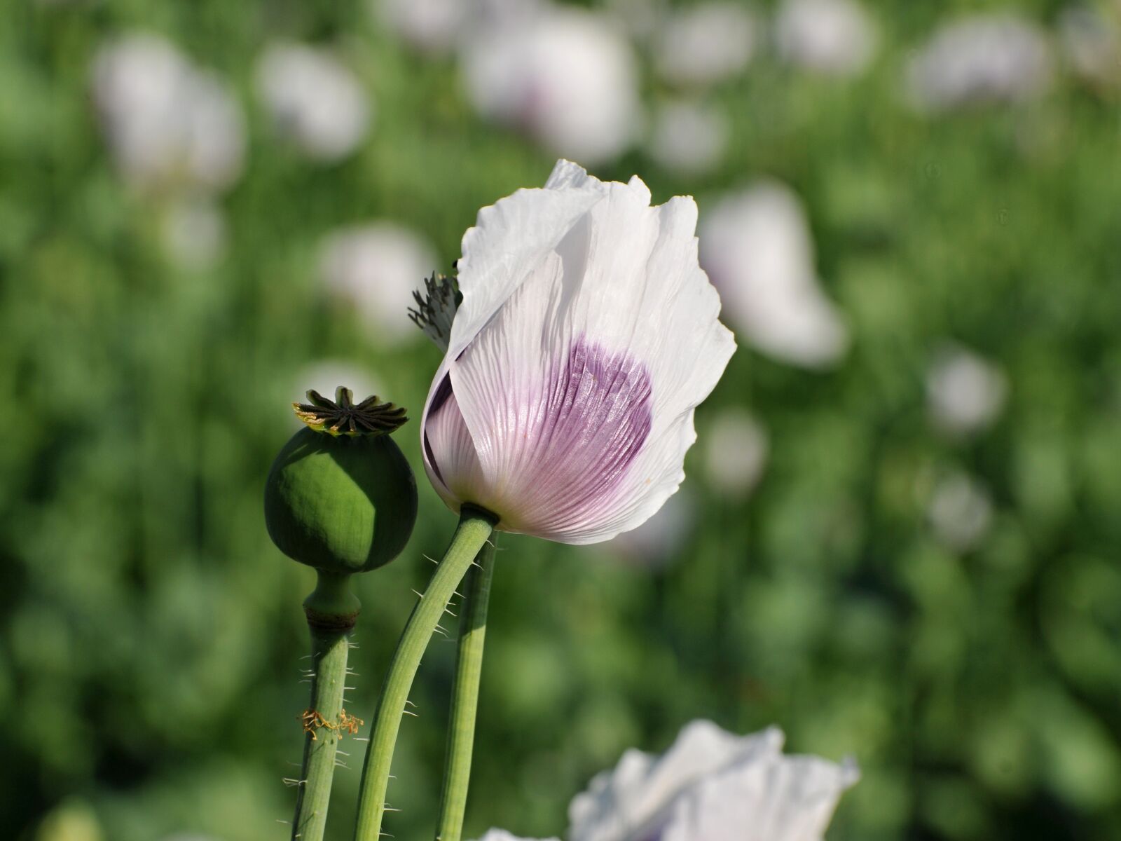 Nikon D300 sample photo. Poppy, bud, white flower photography