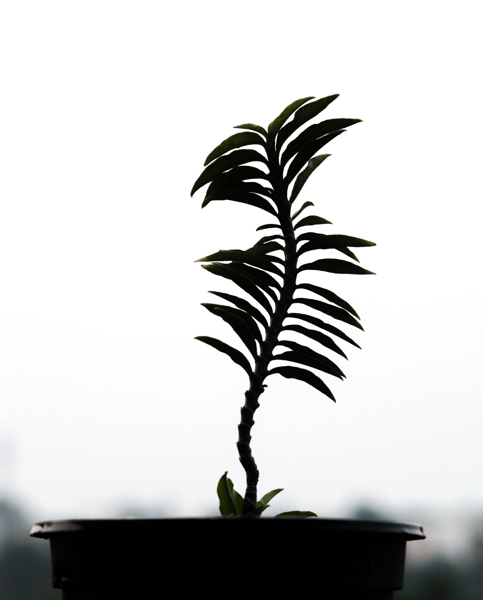 Canon EOS 5D Mark II sample photo. Tropical, nature, tree photography